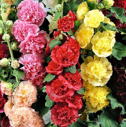120+ Hollyhock Seeds Carnival Mix Giant Mallow Double Hollyhock Flowers Perennial Outdoor Home Garden Flower (Mix Color)