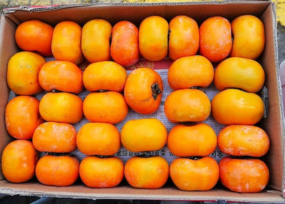 TomorrowSeeds - Japanese Persimmon Tree Seeds - 10+ Count - for 2026 Planting Diospyros Kaki Fuyu Hachiya Asian Chinese Oriental Sharon Perennial Fruit Grow Your Own Home Farm Patio Healthy