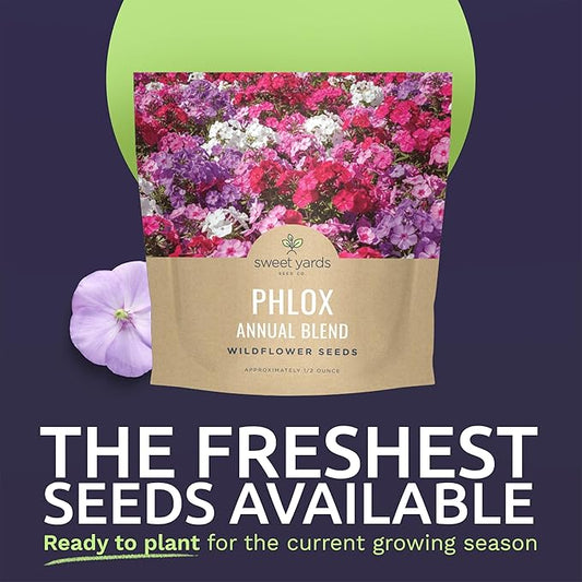 Phlox Annual Blend – Large 1/2 Ounce Seed Packet – 7,000 Flower Seeds for Planting – Phlox drummondii