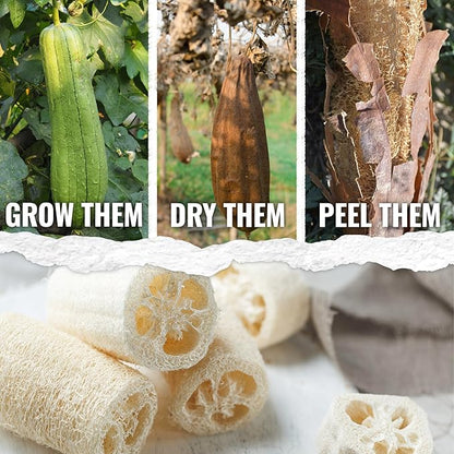 Seed Needs Luffa Seeds for Planting Loofah Sponge Gourds - Non-GMO Heirloom & Untreated Veggie Seed to Plant a Home Grown Outdoor Vegetable Garden (10 Packs)