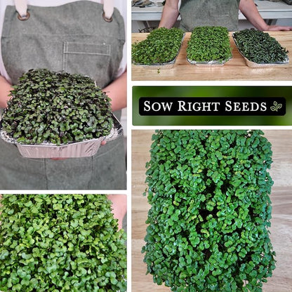 Sow Right Seeds - Superfood Microgreen Seed Mix for Growing - Instructions to Quickly Sprout Your Own Healthy Microgreens - Plant indoors with no special equipment - Non-GMO Seeds for Sprouting