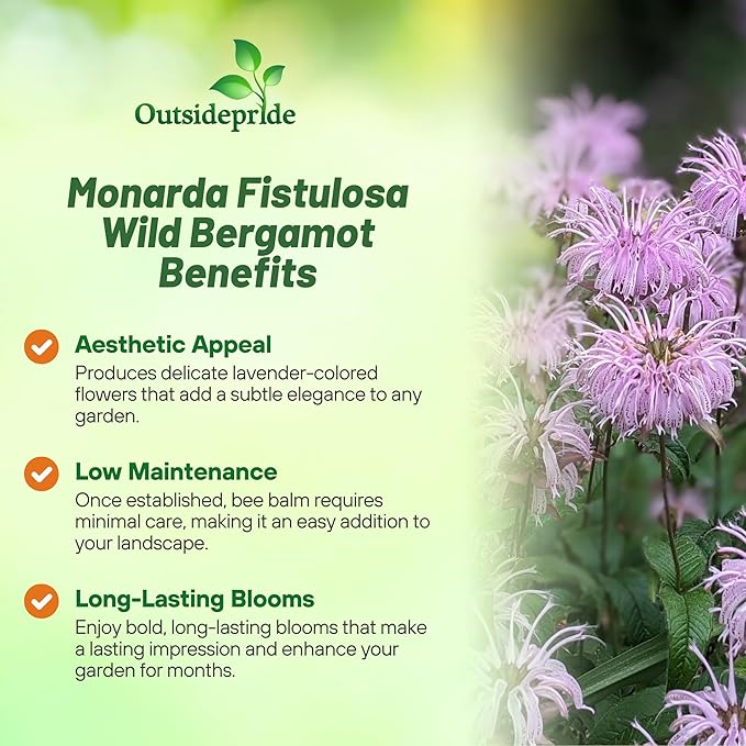 Outsidepride Wild Bergamot Seeds - 2000 Pcs Perennial, Easy to Grow & Pollinator Friendly Monarda Fistulosa Flower Seeds for Planting Aromatic Leaves & Edible Blooms, Ideal for Teas & Potpourri