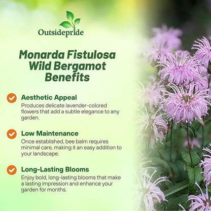 Outsidepride Wild Bergamot Seeds - 2000 Pcs Perennial, Easy to Grow & Pollinator Friendly Monarda Fistulosa Flower Seeds for Planting Aromatic Leaves & Edible Blooms, Ideal for Teas & Potpourri