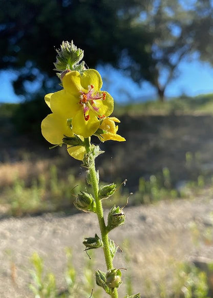 Plant Good Seed Wand Mullein Seeds - Pack of 250, Heirloom Seeds for Planting Herbs, Flowers - Gardening Supplies, Wildflower, Herb Garden, Flower Seeds to Plant Outside - from USA