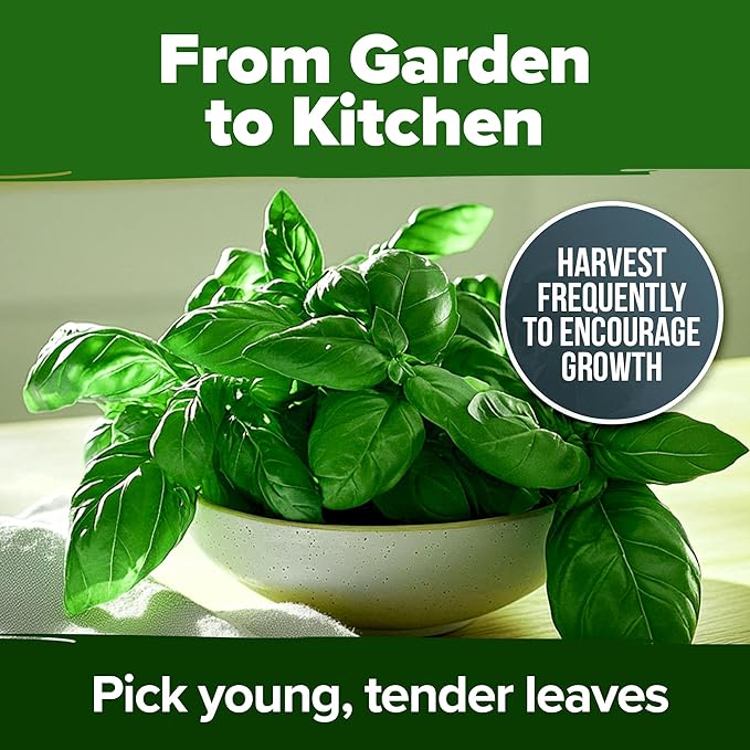 HOME GROWN Genovese Basil Seeds 2 Pack - 3500 Non GMO Heirloom Basil Seeds for Planting (Ocimum basilicum) - Herb Seeds for Indoor & Outdoor Gardening - Grow for Culinary Use
