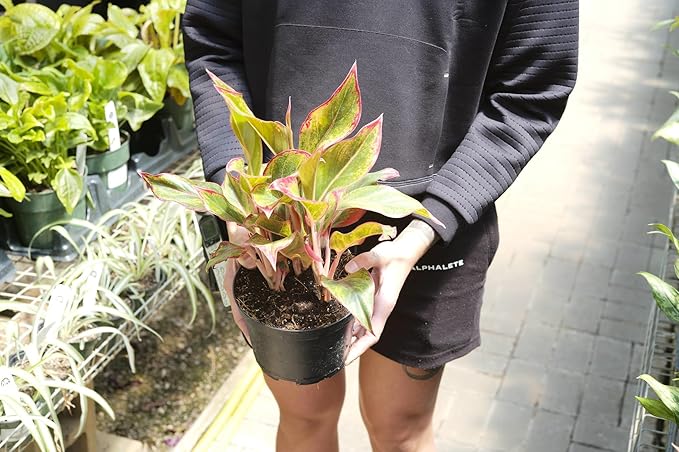 Gardenera Aglaonema Potting Mix - Unlock Robust Growth and Vibrant Leaves with Our High-Performance Formula - 20 Quart