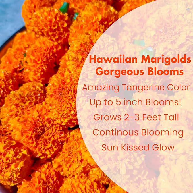 NatureZ Edge, Marigold Seeds for Planting Outdoors, 1 Ounce 10,000 Seed, Hawaiian and Cracker Jack Marigold Seeds, Made in USA, Companian Gardening Flower
