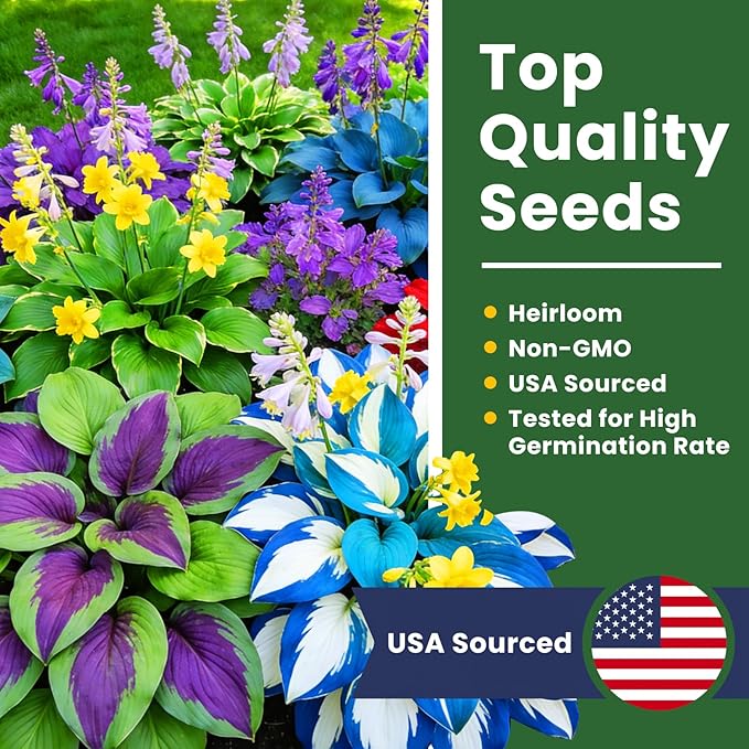 500+ Mixed Color Hosta Seeds – Rare Perennial Flower Seeds – Easy to Grow Low Maintenance – Heart Shaped Leaf Hostas for Outdoor Garden