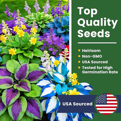 500+ Mixed Color Hosta Seeds – Rare Perennial Flower Seeds – Easy to Grow Low Maintenance – Heart Shaped Leaf Hostas for Outdoor Garden
