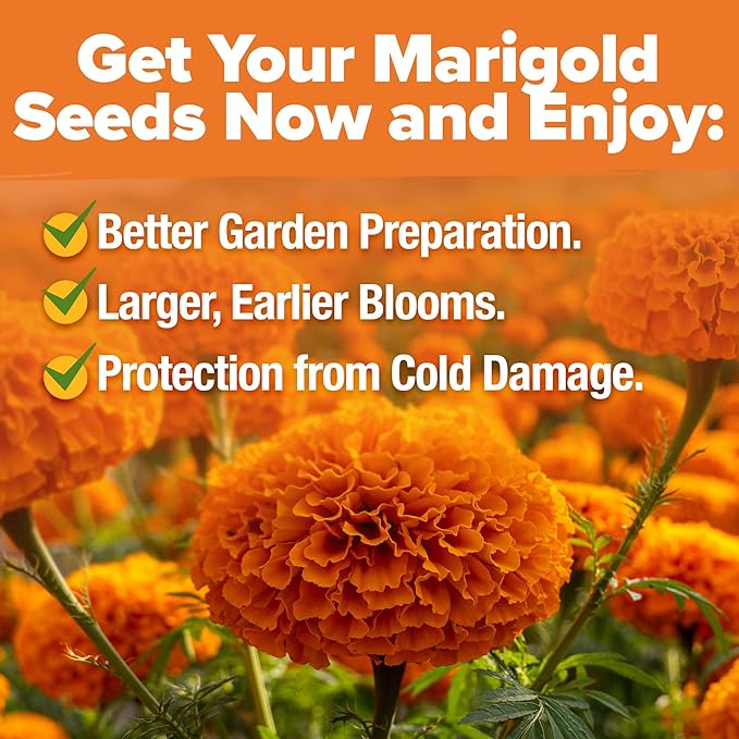 HOME GROWN Crackerjack Marigold Seeds | 4 oz / 35,000 Flower Seeds Planting Outdoor | Large Bulk Pack | High Germination, Wildflower Seed | Companion Planting