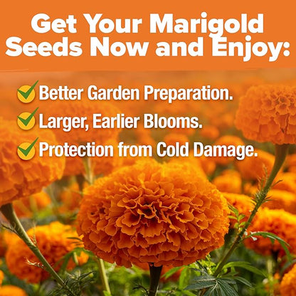 HOME GROWN Crackerjack Marigold Seeds 2.05oz - 15,000 Flower Seeds Planting Outdoor, Large Bulk Pack, High Germination, Companion Planting, Orange (Tagetes erecta)