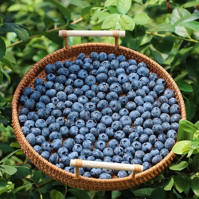 200pcs Blueberry Seeds for Planting, Non-GMO Heirloom Perennial Nutrient-Dense Berries Fruits Seeds, Home Garden Plants for Pots or Raised Beds
