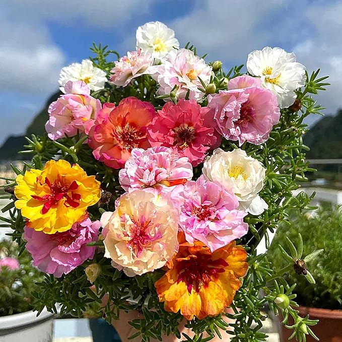 Moss Rose Seeds, 10,000+ Bulk Flower Seeds for Planting Outdoors(99% Pure Live, Non-GMO), Mixed Colors and Large Blooms, Attracts Pollinators, Easy to Grow