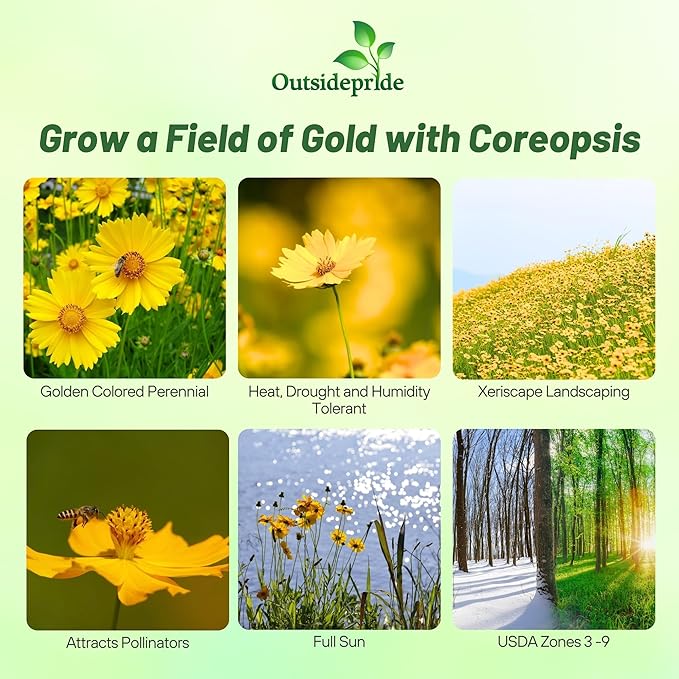 Outsidepride Lance-leaved Coreopsis Seeds - 1/4 lb. Perennial, Humidity & Drought Tolerant Flower Seeds for Planting Clumping Vibrant Golden Blooms, Ideal for Xeriscaping and Low Maintenance Gardens
