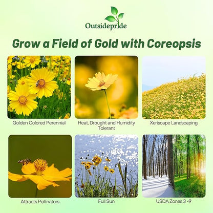 Outsidepride Lance-leaved Coreopsis Seeds - 1/4 lb. Perennial, Humidity & Drought Tolerant Flower Seeds for Planting Clumping Vibrant Golden Blooms, Ideal for Xeriscaping and Low Maintenance Gardens