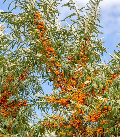 Sea Buckthorn 100 Seeds (Hippophae rhamnoides) Heirloom - Open Pollinated