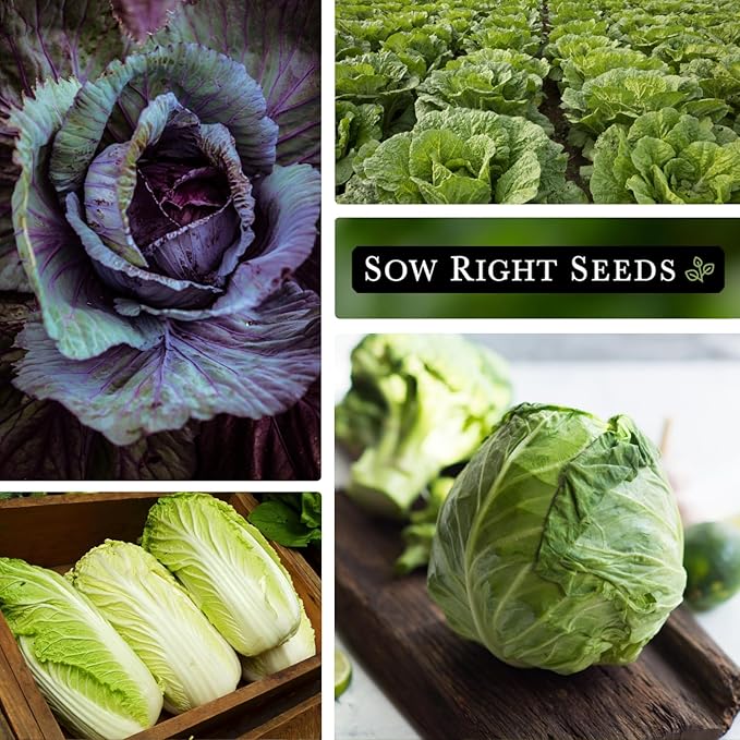 Sow Right Seeds - Cabbage Seed Collection for Planting - Savoy, Jersey Wakefield, Red Acre, Golden Acre, Copenhagen, Round Dutch - Non-GMO Heirloom Varieties to Plant and Grow a Home Vegetable Garden