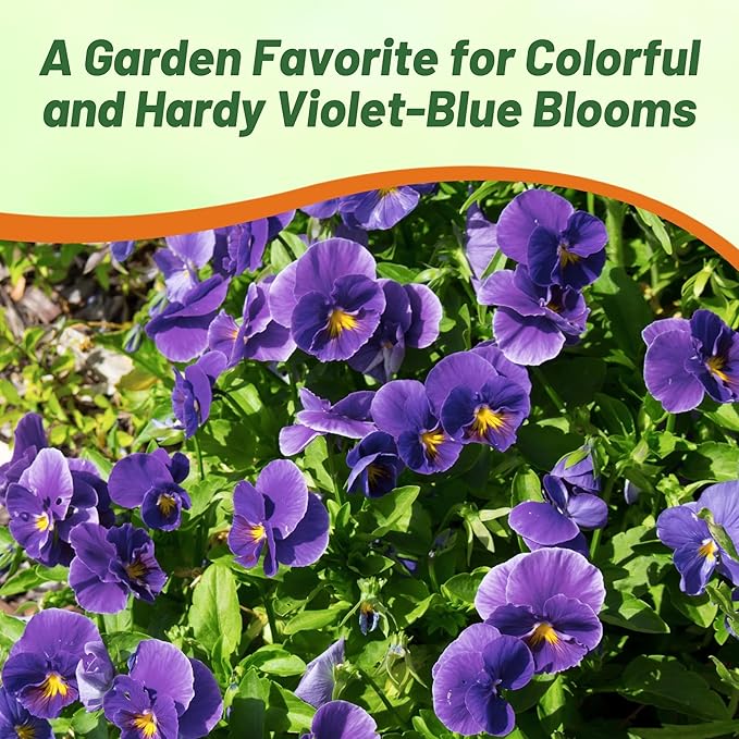 Outsidepride Admiration Viola Pansy Seeds for Planting - 2000 Pcs. Perennial, Cold-Hardy & Pollinator Friendly Flowers with Fragrant Blooms for Garden Beds, Borders & Container Displays