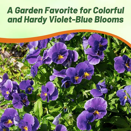 Outsidepride Admiration Viola Pansy Seeds for Planting - 2000 Pcs. Perennial, Cold-Hardy & Pollinator Friendly Flowers with Fragrant Blooms for Garden Beds, Borders & Container Displays