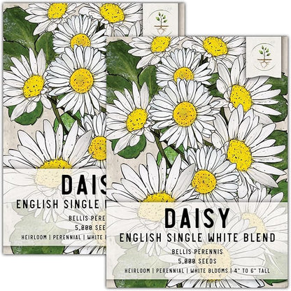 Seed Needs, English Daisy Seeds - 1,000 Heirloom Seeds for Planting Bellis perennis - White Blooms, Perennial Flowering Plants for an Outdoor Garden (2 Packs)