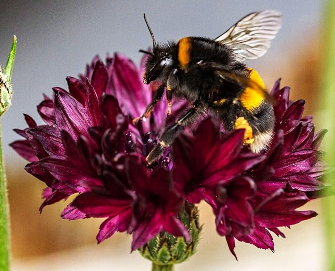 Black Cornflower 200+ Seeds to Grow Annual to Plant in Spring or in Fall Non-GMO