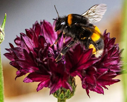 Black Cornflower 200+ Seeds to Grow Annual to Plant in Spring or in Fall Non-GMO