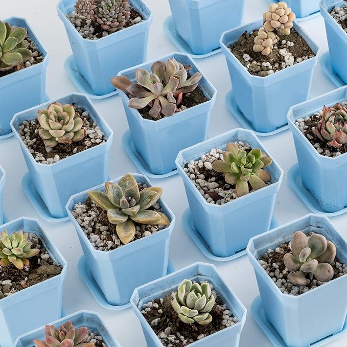 foxany 3" Plants Nursery Pot, 30 Pcs Thick Plastic Square Flower Planting Pots, Plant Seedling Pots, 30 Seed Starting Pots with 30 Saucers -Blue