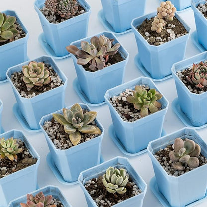 foxany 3" Plants Nursery Pot, 30 Pcs Thick Plastic Square Flower Planting Pots, Plant Seedling Pots, 30 Seed Starting Pots with 30 Saucers -Blue