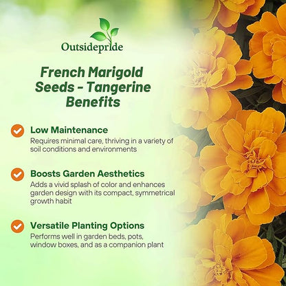 Outsidepride Durango Tangerine French Marigold Seeds - 500 Pcs Annual, Compact, Heat & Drought Tolerant Flower Seeds for Planting w/Anemone Type Blooms, Ideal for Vibrant Pollinator Gardens