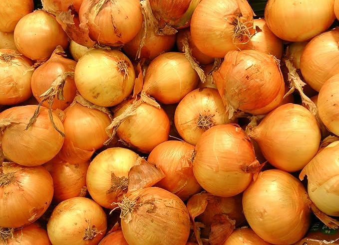 TomorrowSeeds - Texas 1015Y SuperSweet Onion Seeds - 1200+ Count - for 2026 Planting Official Texas State Vegetable Granex Sweet Candy Short Day Garden Heirloom Onions Grow Your Own Home Farm Patio