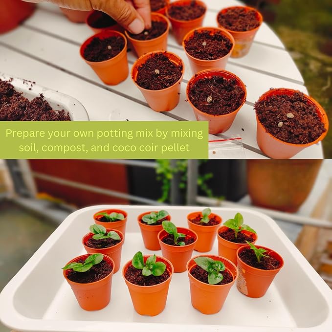 Maxona Seed Starter Coco Coir Peat Pellets - 20 Pcs 50mm (30g/Pcs) Compressed Pellet Mulching Medium for Plant, Easy to Expand, Organic Fiber Husk Substrate for Plants, Flowers, Herbs and Seedlings