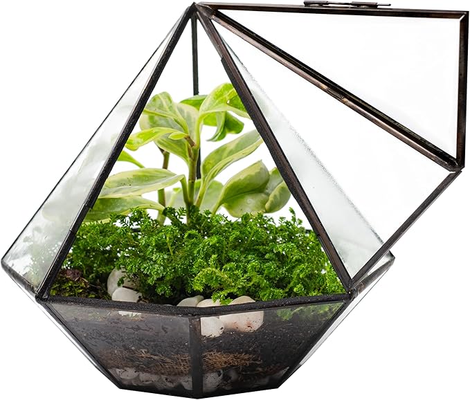 KraftStories Clear Glass Terrarium with Door | Diamond Design Container | Ideal Planter for Moss and Indoor Plants | Maintains Humidity | Self-Sustaining Indoor Garden Ecosystem (Terrarium Only)