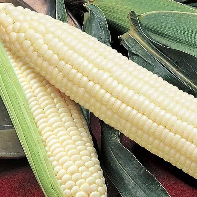 Silver Queen Hybrid Sweet Corn - 25 LB Bulk ~50,775 Seeds - Non-GMO, Hybrid, Vegetable Gardening Seeds