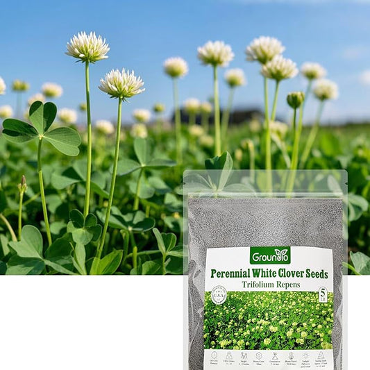 White Clover Seeds, 5 lbs, Perennial White Dutch Clover Seed for Lawn, Ground Cover, Nitrocoated and Inoculated, Attracts Pollinators