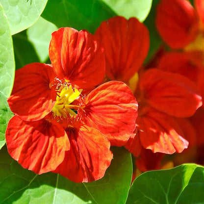 Outsidepride Double Gleam Mahogany Nasturtium Seeds - 400 Pcs Annual, Easy to Grow & Versatile, Flower Seeds for Planting Vibrant Blooms, Ideal for Gardens, Borders, and Pollinator Gardens