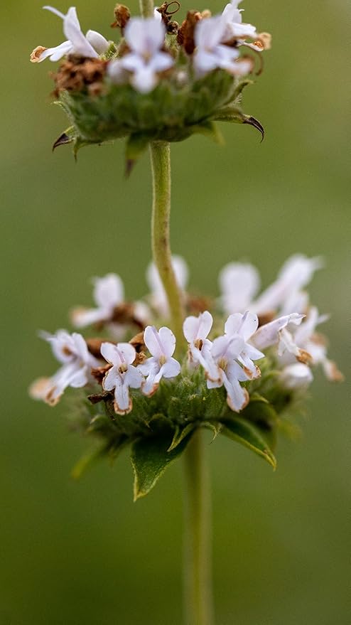 Plant Good Seed Organic Black Sage Seeds for Planting: California Native Plant, Aromatic Dark Green Leaves - 100 Seed Packet