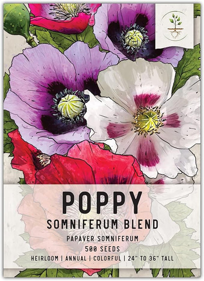 Seed Needs Mixed Somniferum Poppy Seeds for Planting - Heirloom & Open Pollinated Annual Flowers - Colorful Masses of Wildflowers, Perfect for a Butterfly Garden (1 Pack)