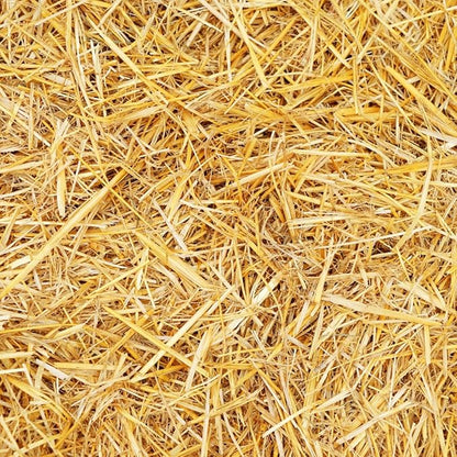 100% Natural Wheat Straw for Animal Bedding, Garden Mulch, Compost & Fertilizer, and Grass Cover (12 Ounces)