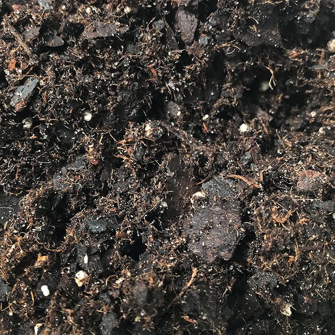 Fern Growing Soil Mix – 3 Quarts - Custom Soil Blend – Potting Mix for Fern Plants – Specially Developed by and for Professional Nursery Growers - Nutrient-Rich Formula