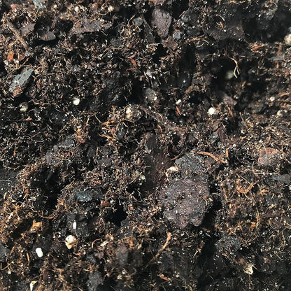 Fern Growing Soil Mix – 3 Quarts - Custom Soil Blend – Potting Mix for Fern Plants – Specially Developed by and for Professional Nursery Growers - Nutrient-Rich Formula