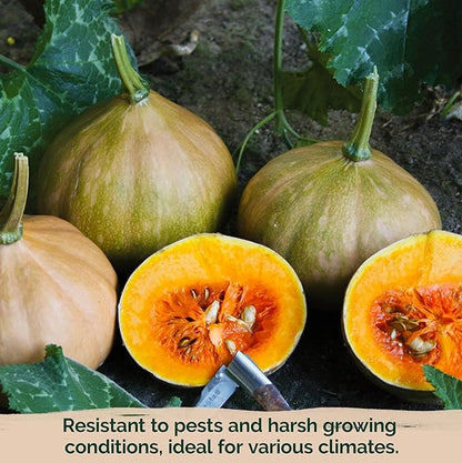 KVITER 15 Seminole Pumpkin Seeds for Planting (Cucurbita Moschata) - Heirloom Pumpkin Seeds Organic for Indoor & Outdoor Planting, Non-GMO Mini Pumpkins Vegetable Seeds for Planting