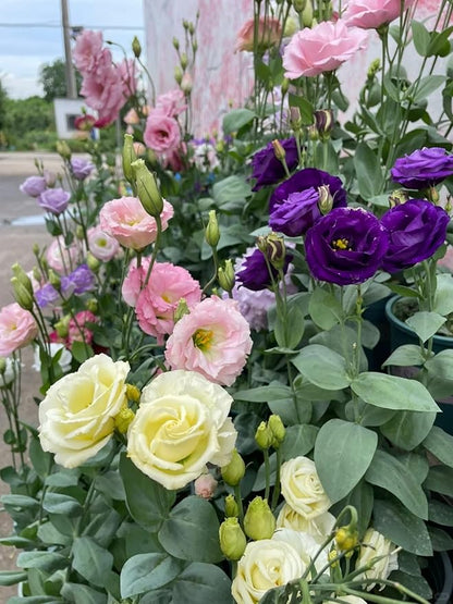 500 PCS Double Petal Eustoma Seeds, Lisianthus Flower Seeds for Indoor Outdoor Gardening, High Germination Rate Flower Seeds for Home Yard Balcony Container Planting