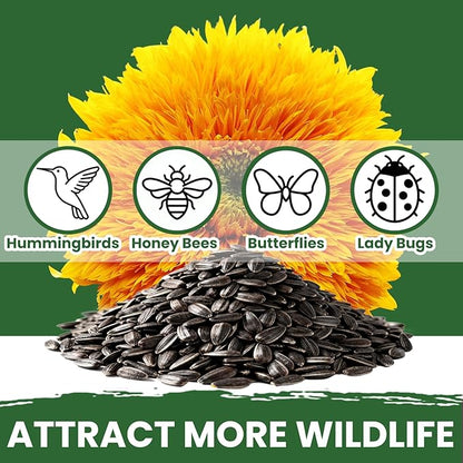 Giant Teddy Bear Sunflower Seeds - 0.7oz (800+ Seeds) | Fluffy Double Yellow Petals | Extra Large Blooms, Non-GMO, Open Pollinated | Easy Grow