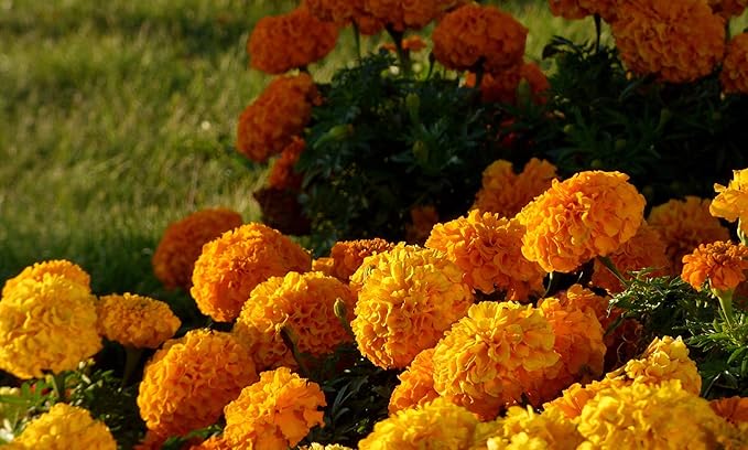 Seeds Flowers Mexican Marigold Cool Mix Annual - 250 Seeds