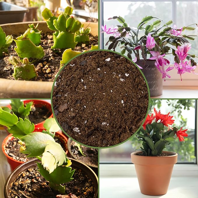 Soil Sunrise Christmas Cactus Potting Soil Mix (4 Quarts) Custom Blend for Xmas, Easter, and Thanksgiving Cactus Tropical Indoor Houseplants