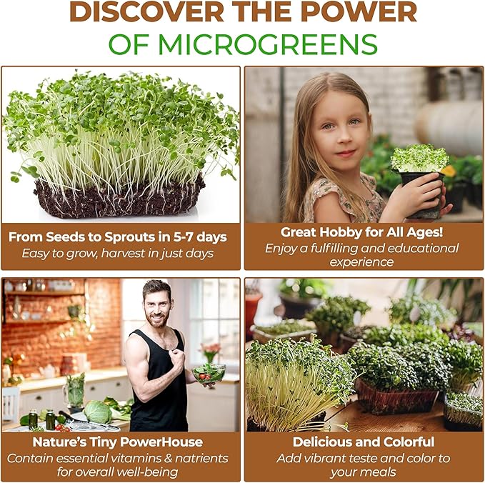 Todd’s Seeds - Alfalfa Sprouting Seeds - Easy to Grow - Fast Growing Seeds with High Sprout Germination (One Pound)