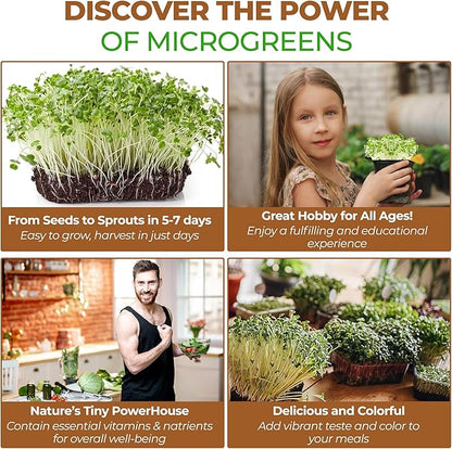 Todd’s Seeds - Alfalfa Sprouting Seeds - Easy to Grow - Fast Growing Seeds with High Sprout Germination (One Pound)