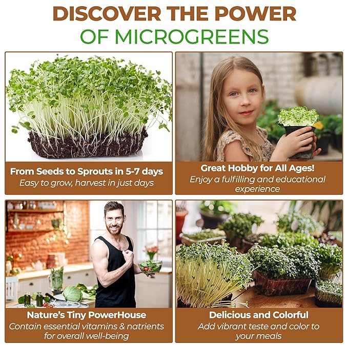 Todd’s Seeds - Calabrese Broccoli Sprouting Seeds, 1 lb - High in Sulforaphane, Non-GMO, Heirloom Variety - Bulk Seeds for Nutrient-Rich Sprouts & Home Gardening (Chemical Free - Better than Organic!)