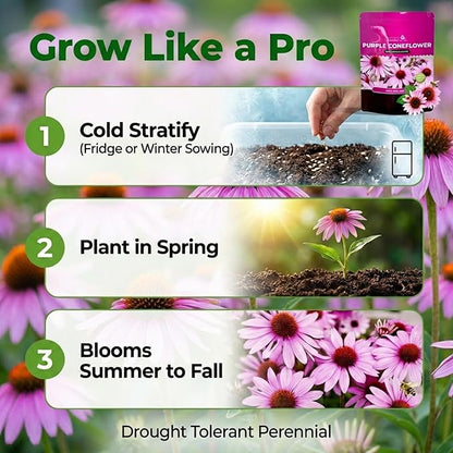 Echinacea Seeds, Purple Coneflower Seeds, Over 2300 Echinacea Seeds for Planting, Non-GMO, Open Pollinated, Heirloom Flower Seeds