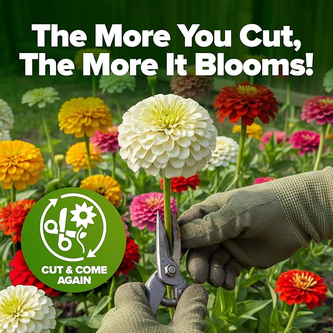 HOME GROWN Dwarf Zinnia Seeds Mix - 600 Pumila Zinnia Seeds for 2026 (0.6g) | Zinnia Flower Seeds for Planting Outdoors | Colorful Cut Annual Flowers for Summer Gardens & Containers (Zinnia elegans)